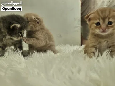 kittens للبيع scotch fold 3