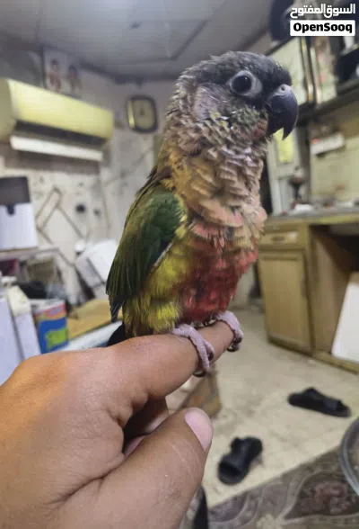 للبيع كنيور اليف 2