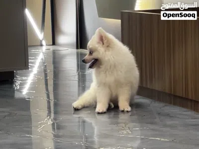 Adorable male and female Pomisky puppies, 3 months old - toy size, playful and affectionate 2