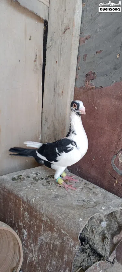 للبيع فحل بوز وجوزين مراقيع ومراسليات 2