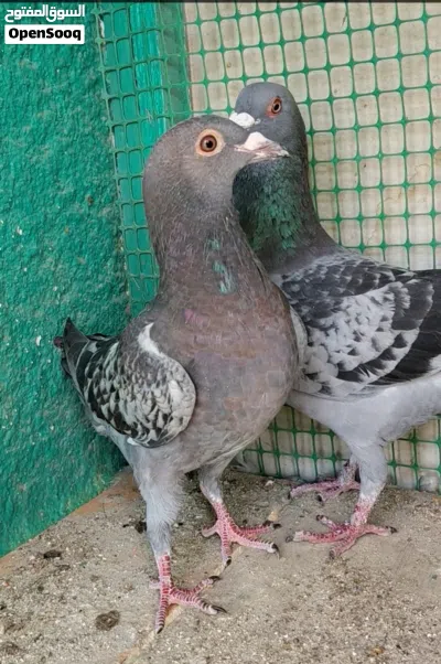 فحل زاجل جيني عمره سنة ونصف مع تك مخلف زاجل جيني 4