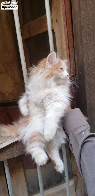 قطط شيرازي للبيع 3