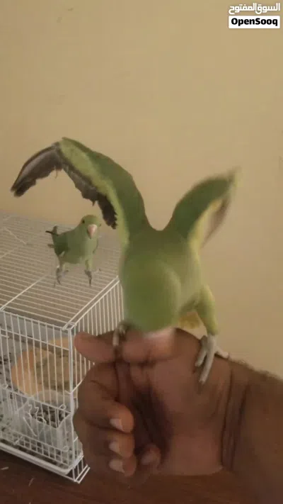 Indian ring neck parrot baby 4