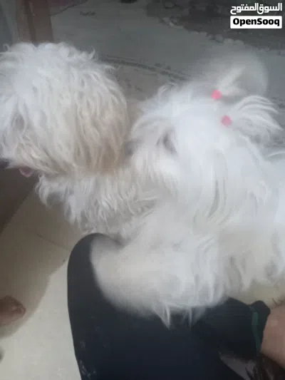 البصره القرنه 4