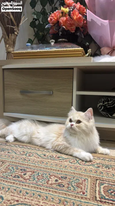 قطط للتبني 2