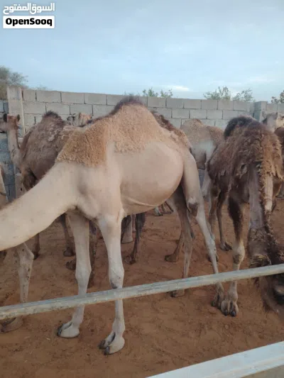 قعدان للبيع 2