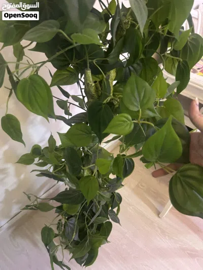 Large Ficus / Climbing Plant 2