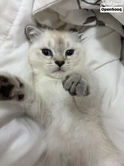 هملايه Vaccinated two months and a half 3