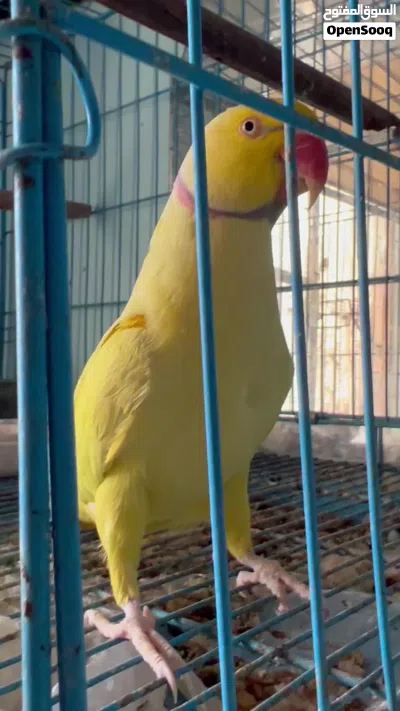 فحل دره اصفر اليف جاهز بيه كلام هواي يحجي بلوجه يركص 4