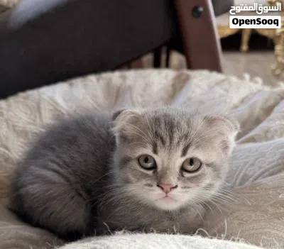 Scottish fold kittens 2