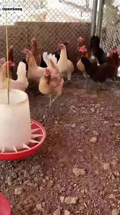 دجاج عماني بياض 4