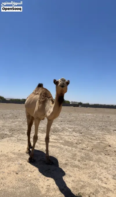 ناقة عرضه مدني باطنيه 2