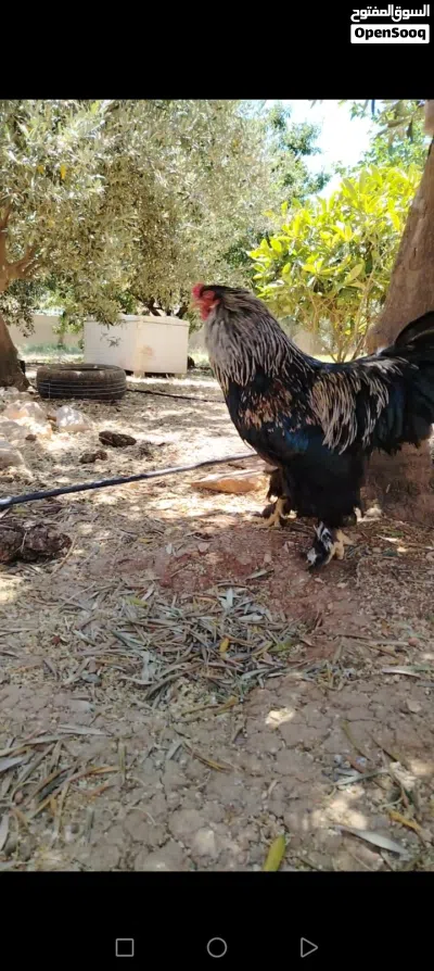 ديك براهمي اسود وديوك بلايموث روك وصوصان بلايموث روك وبراهمي 4