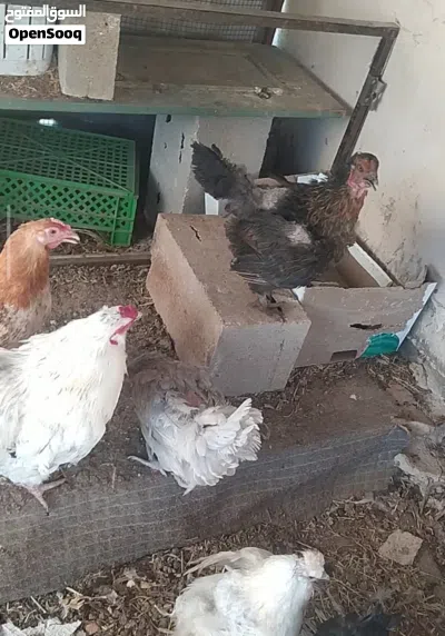 دجاج للبيع 2