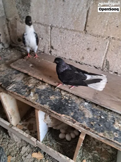 جوز سيكيات للبيع وطيره نوريه 3