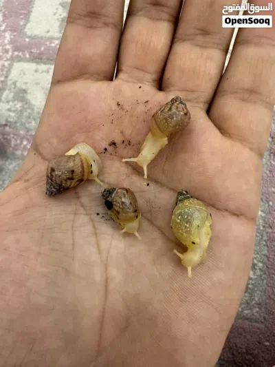 حلزونات أفريقية ، حلزون أفريقي للبيع 4