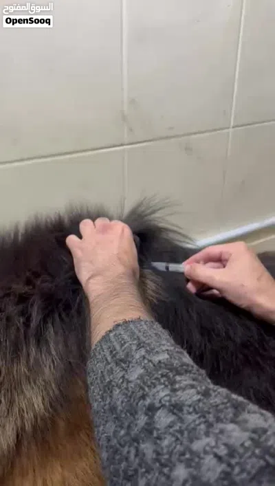 ذكر جيرمن شيبرد شو لاين لونج هير حاصل ع جميع المطاعيم عمره سنه وثلاث شهور 4