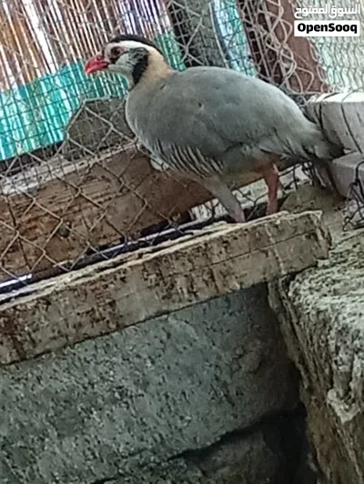 بيع حجل العربي ( شنه ) 2