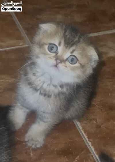 سكوتش فولد و سكوتش ستريت 2