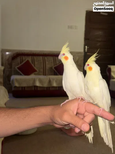 زوج كوكتيل شكريات عيون حمر اليفات طينة 2