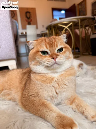 سكوتش فولد للتزاوج Scottish fold for mating 4