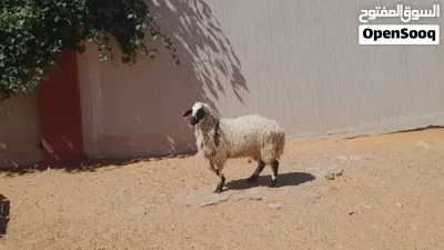 فطيمه وطنيه ربي يبارك سلاله توميه مشالله عمرها ف7شهور سليمه من الامراض.. 3