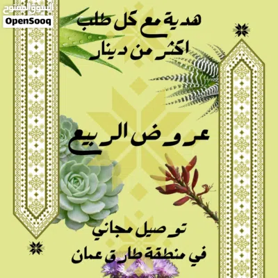 شتلة الألوفيرا (كبير 33cm) 2
