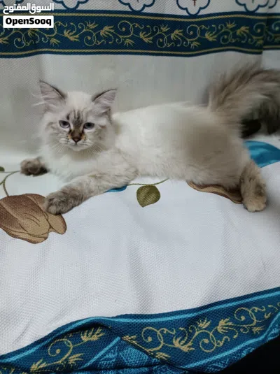 قطّة شيرازي هيمالايا للبيع 2