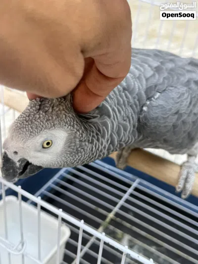 ببغاء زنجباري ماشالله ربي يبارك 4