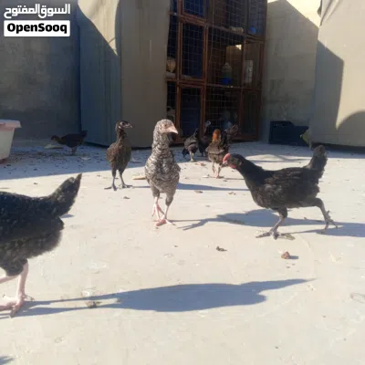 فرخات بلدي بذره الاصليه 2