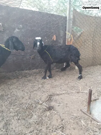 للبيع:جعد تهجين نجدي عماني العمر:ثلاث ولدات تقريبا الموقع:مسقط ملاحظة:الضرع يابس شوي السعر75للراس 3