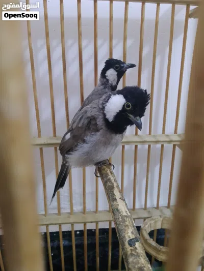 بلابل لبيع 3