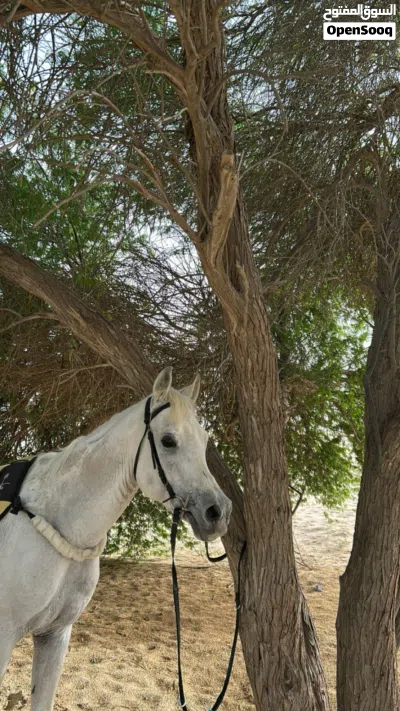 حصان. ٰ 2