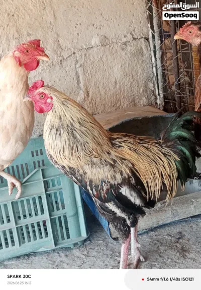 دجاجتين وديك للبيع 3