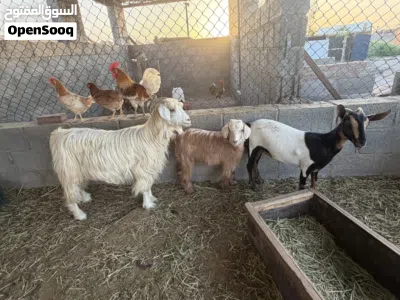 للبيع مجموعة اغنام 4