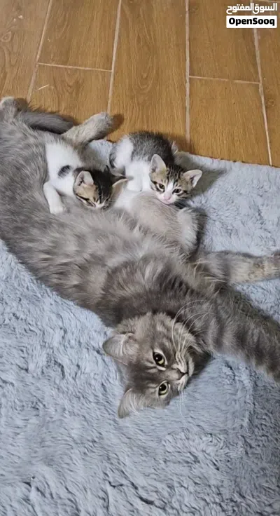 kittens two months old for adoption 3