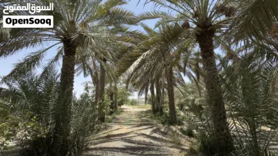 نخيل متنوعة للبيع 4