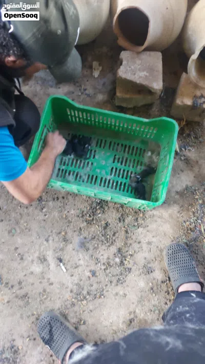 كوم أرانب للبيع 4