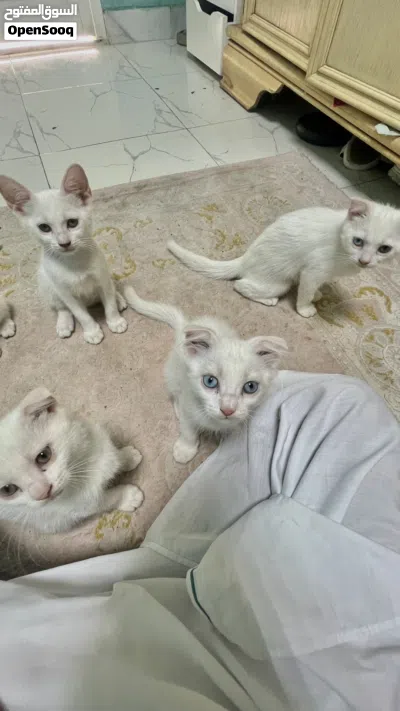 قطط سكوتش فولد بيضاء 2