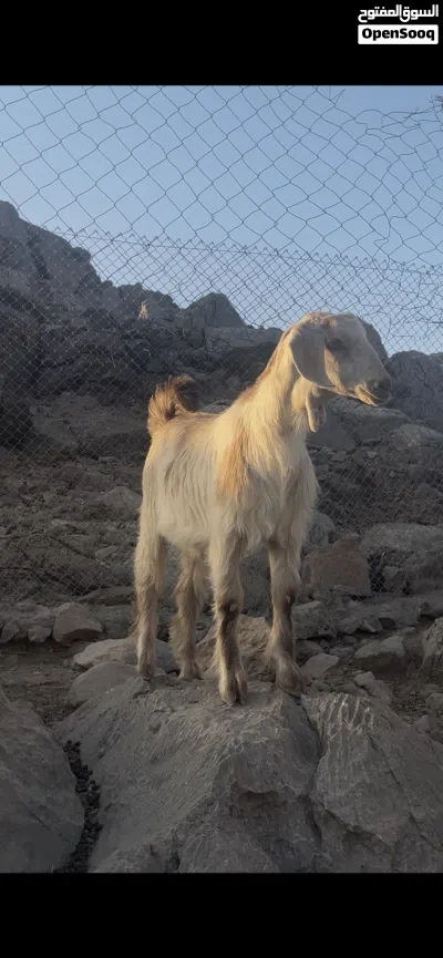 للبيع صخله يتوفر خدمة ذبح 2