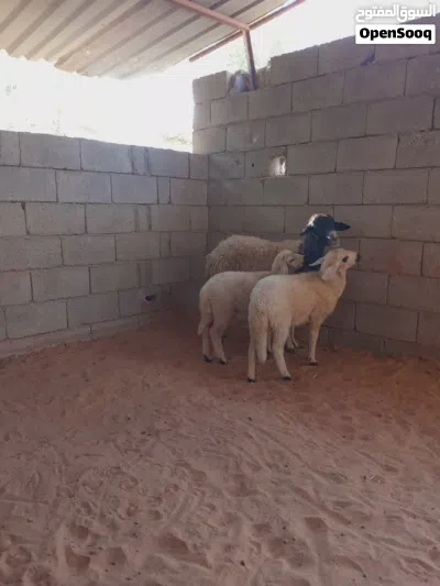نعجه توميه تحتها خروف وفطيمه.. 2