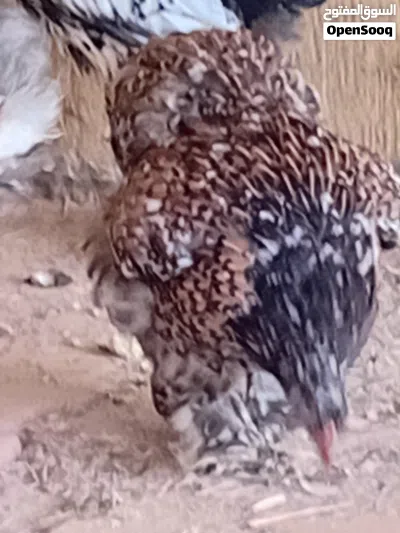 للتقيم والبيع 4