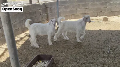 جدايه من حلال الجواميد 2