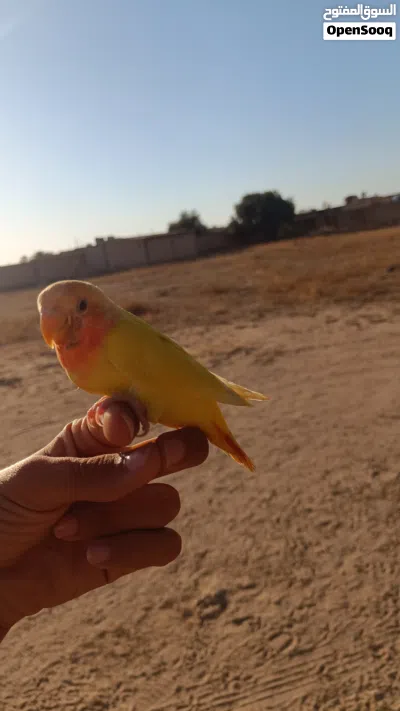 عصفور روز للبيع 4