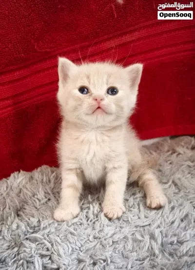 قطط صغار للبيع سكوتش فولد عمر شهر وشئ 4