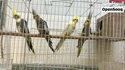 بيع طيور وفروخ 2