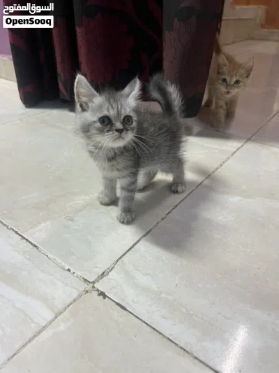 للبيع قطط صغر 3