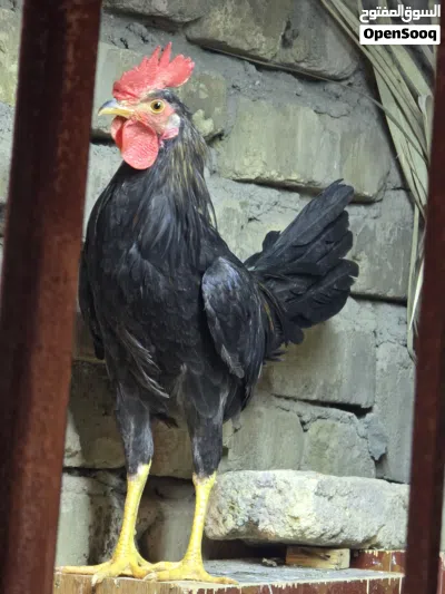 ديوك للبيع كويتيات و رس نقي 3