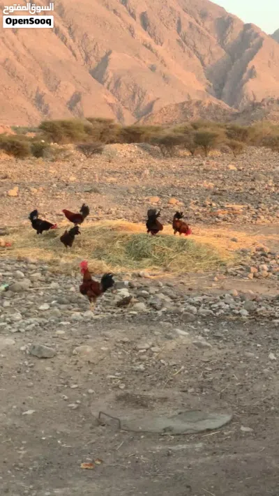 ديكا عمانيات 2