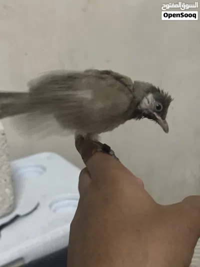 للبيع بلابل نهايه عس شرط الربوه و هدد و بسعر كاسر سعر السوق الكميه محدوده حياكم الله 3